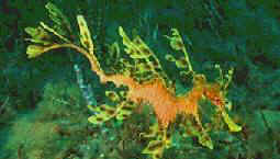 Leafy Sea Dragon